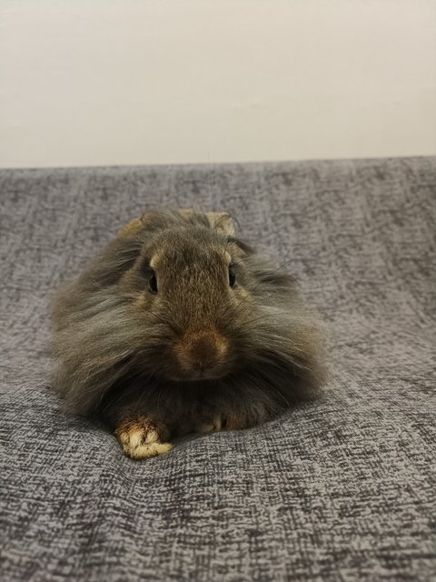 Mozzarella  - Lionhead + Netherland Dwarf Rabbit