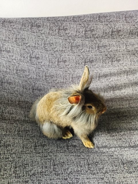 Mozzarella  - Lionhead + Netherland Dwarf Rabbit