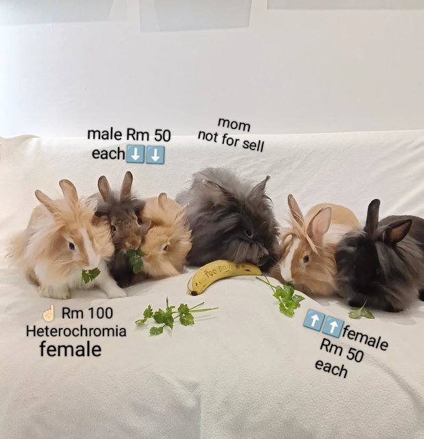 Mozzarella  - Lionhead + Netherland Dwarf Rabbit