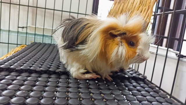 Fluffy - Guinea Pig Small & Furry