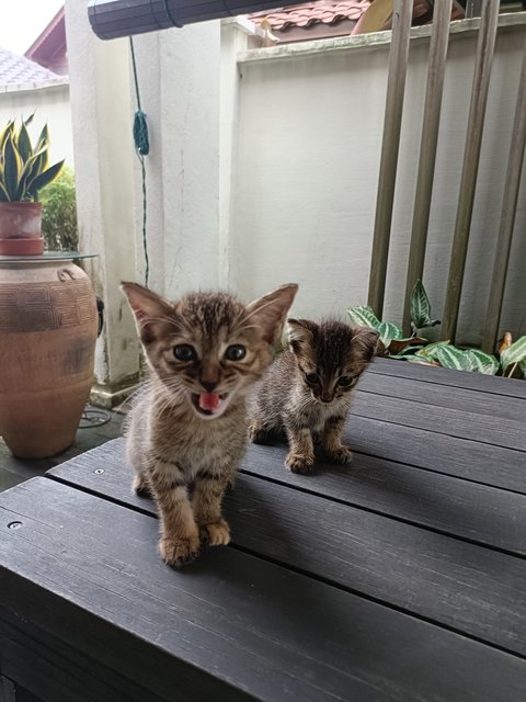 Bart And Lisa - Domestic Short Hair Cat