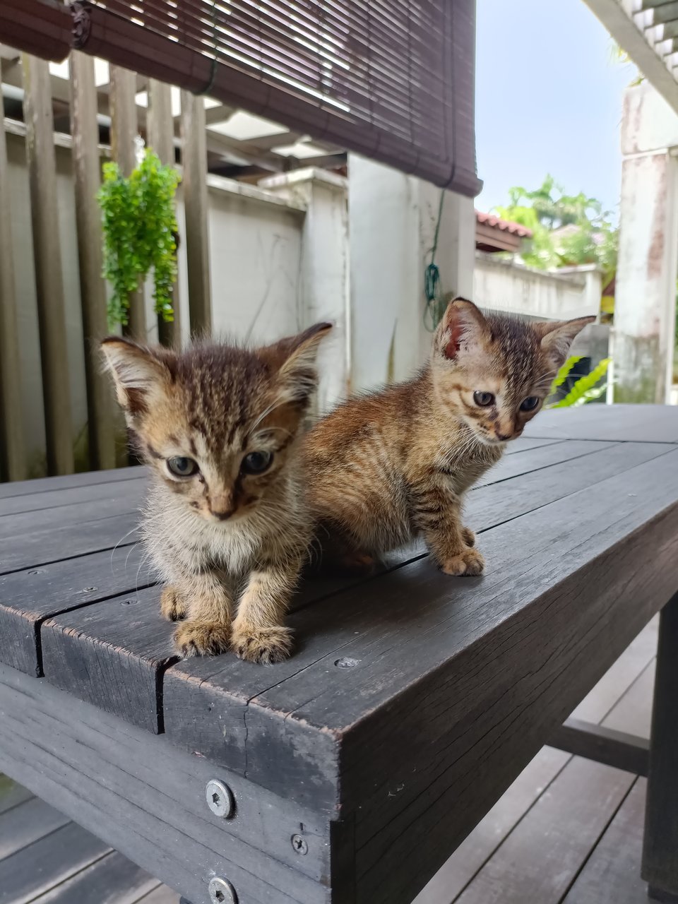 Bart And Lisa - Domestic Short Hair Cat