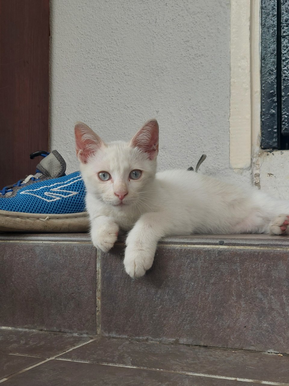 2 Brothers And Their Friend - Domestic Medium Hair Cat