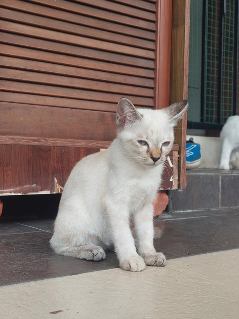 2 Brothers And Their Friend - Domestic Medium Hair Cat