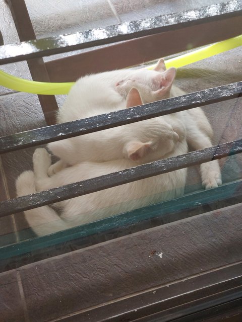 2 Brothers And Their Friend - Domestic Medium Hair Cat