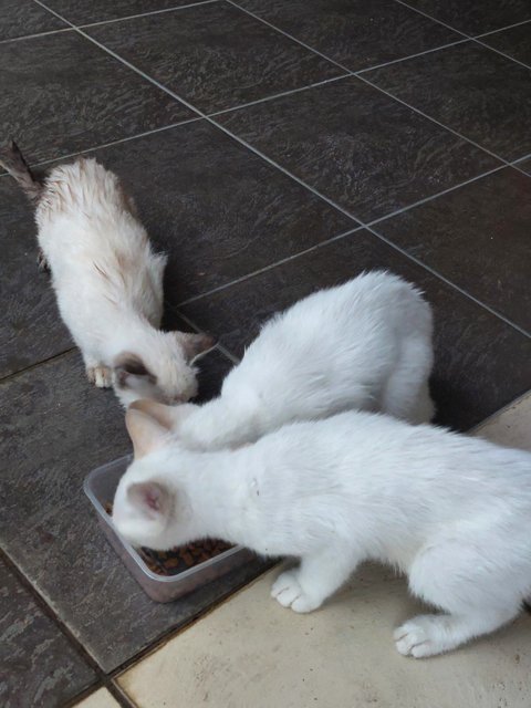 2 Brothers And Their Friend - Domestic Medium Hair Cat