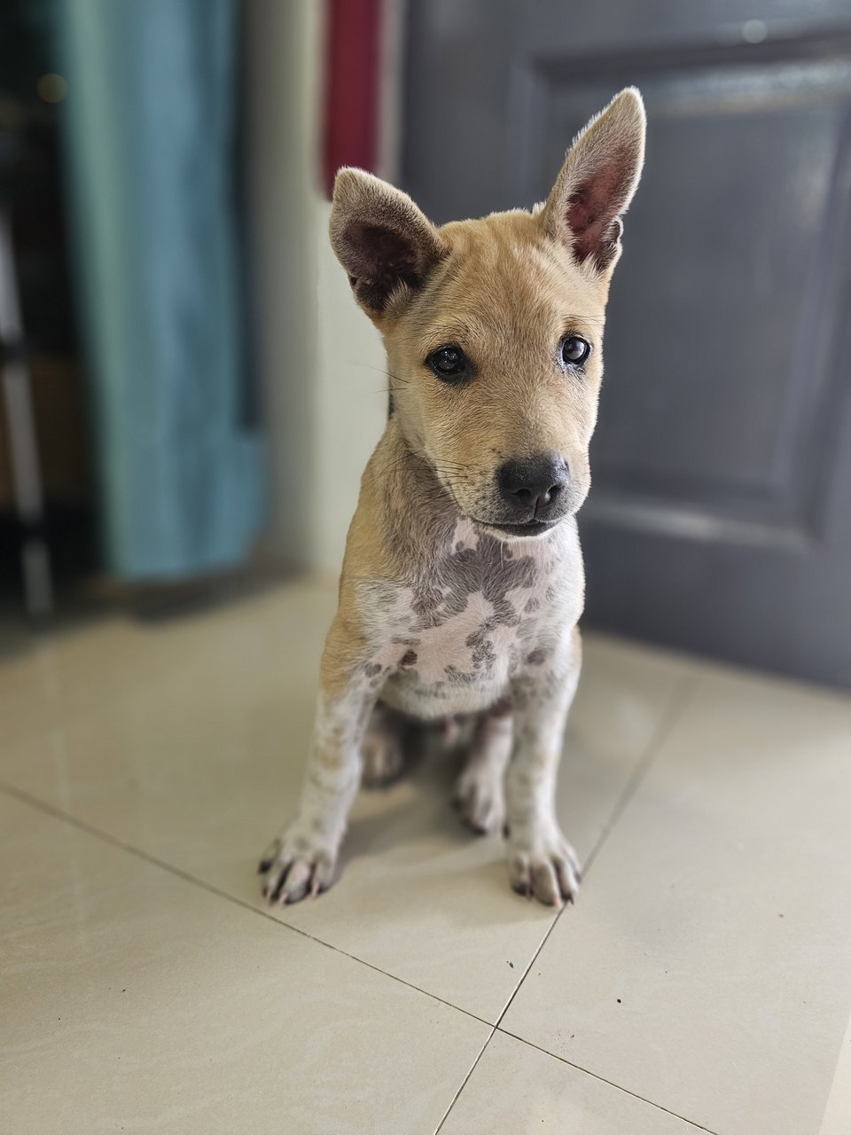 Neslo - Mixed Breed Dog