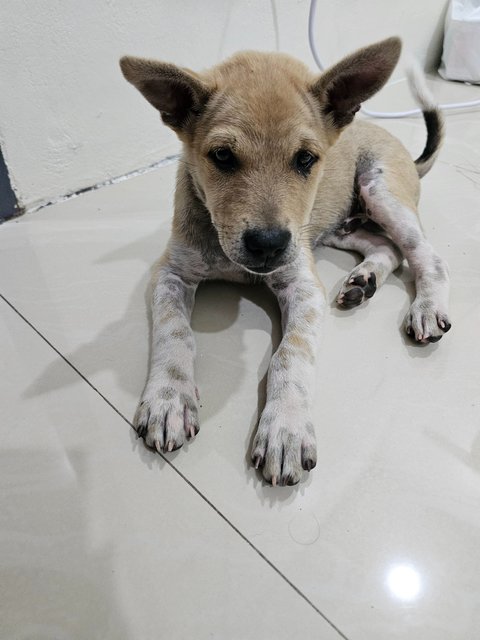 Neslo - Mixed Breed Dog