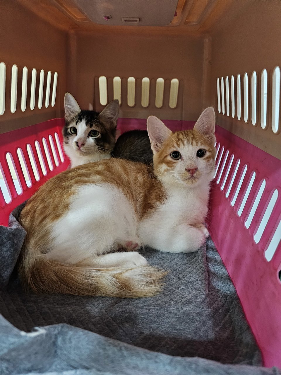 Leo &amp; Sparks - Domestic Short Hair Cat