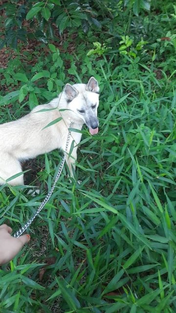 Moony - Siberian Husky Mix Dog