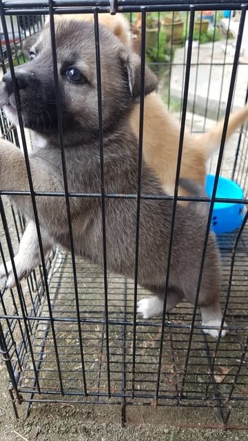 Moony - Siberian Husky Mix Dog