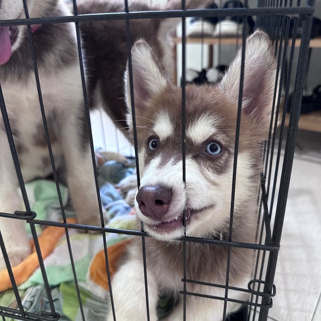 Husky - Husky Dog