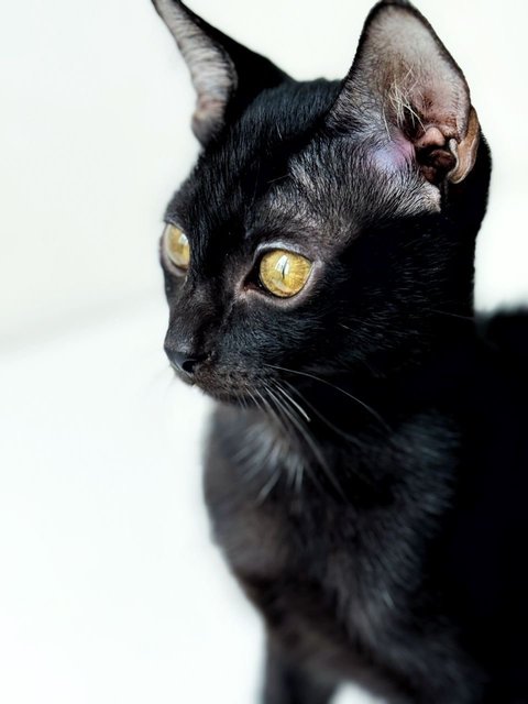 Wakanda - Domestic Short Hair Cat