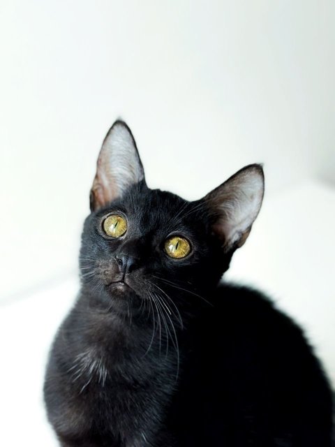 Wakanda - Domestic Short Hair Cat