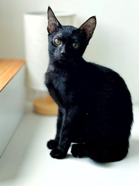 Wakanda - Domestic Short Hair Cat