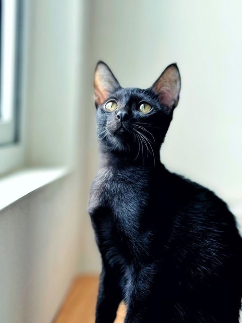 Wakanda - Domestic Short Hair Cat