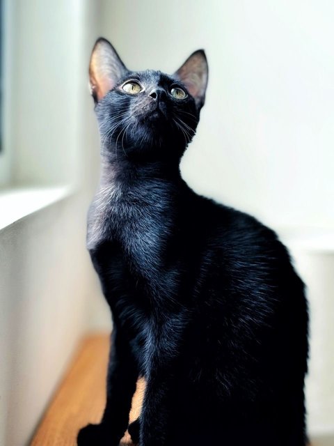 Wakanda - Domestic Short Hair Cat