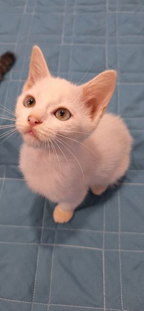 Ethen And Brownie - Domestic Short Hair Cat