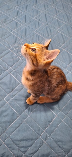 Ethen And Brownie - Domestic Short Hair Cat