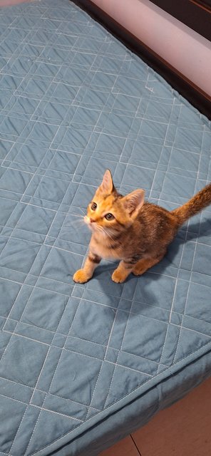 Ethen And Brownie - Domestic Short Hair Cat