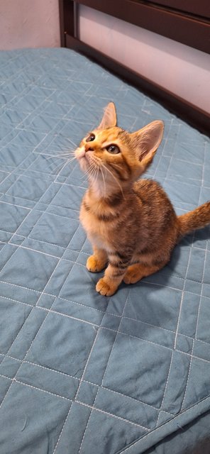 Ethen And Brownie - Domestic Short Hair Cat