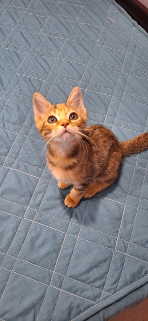 Ethen And Brownie - Domestic Short Hair Cat