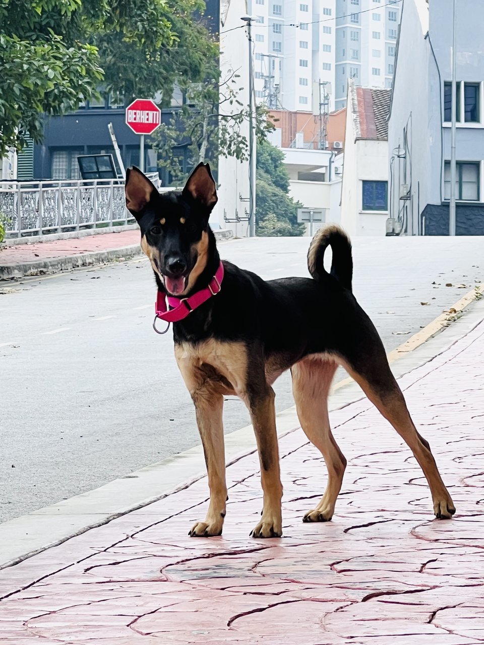 Diamond - Mixed Breed Dog