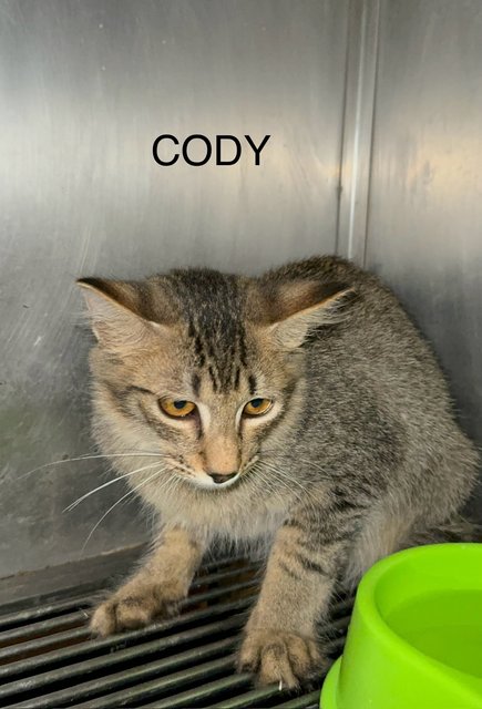 Cody  - Domestic Short Hair Cat