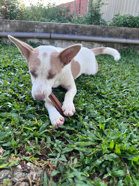 Puppy - Mixed Breed Dog