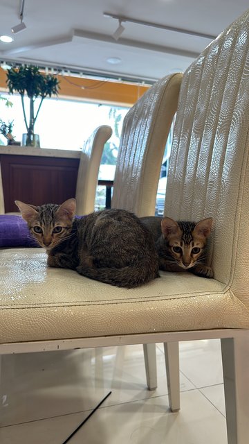 Mama Cat And 2 Kittens - Domestic Short Hair Cat