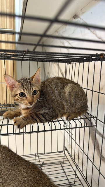 Mama Cat And 2 Kittens - Domestic Short Hair Cat