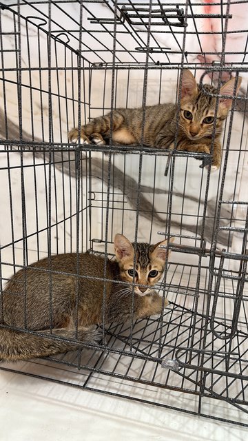 Mama Cat And 2 Kittens - Domestic Short Hair Cat