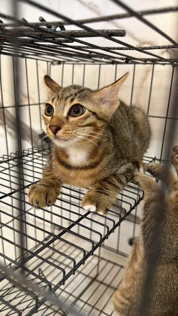 Mama Cat And 2 Kittens - Domestic Short Hair Cat