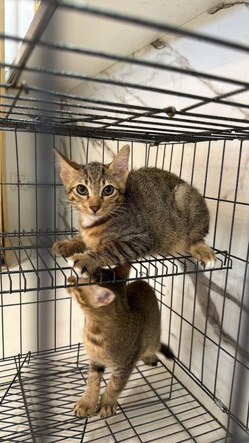 Mama Cat And 2 Kittens - Domestic Short Hair Cat