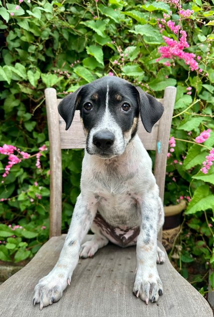 Kylian - Mixed Breed Dog