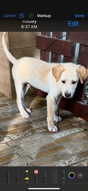  Lab Mixed - Mixed Breed Dog