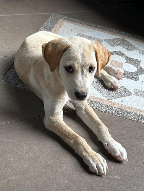  Lab Mixed - Mixed Breed Dog