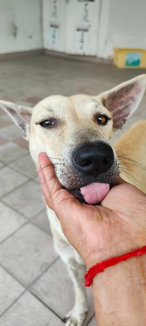 Snow White &amp; Brownie - Mixed Breed Dog