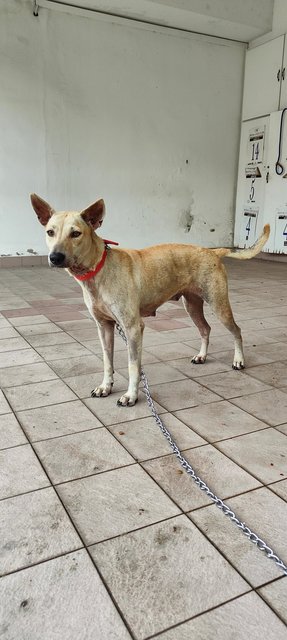 Snow White &amp; Brownie - Mixed Breed Dog