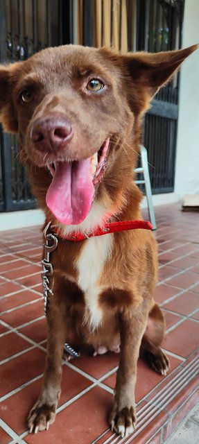 Snow White &amp; Brownie - Mixed Breed Dog