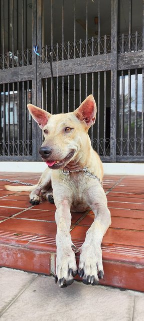 Snow White &amp; Brownie - Mixed Breed Dog