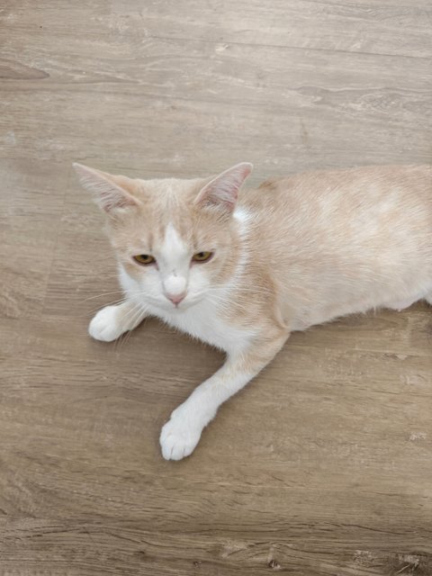 Pet Cafe Cat Free Adoption 5 - Domestic Short Hair Cat