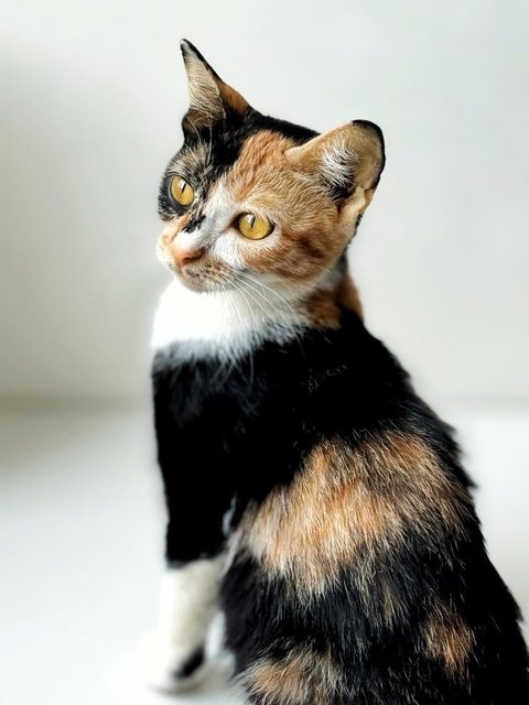 Dolly Purrtan - Domestic Short Hair Cat