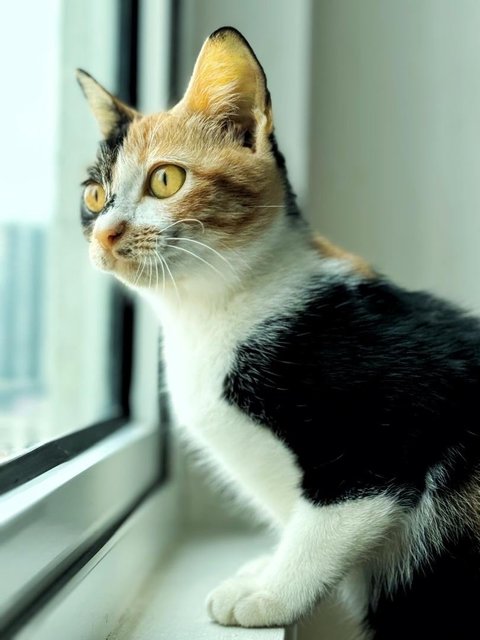 Dolly Purrtan - Domestic Short Hair Cat