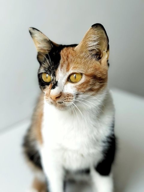 Dolly Purrtan - Domestic Short Hair Cat