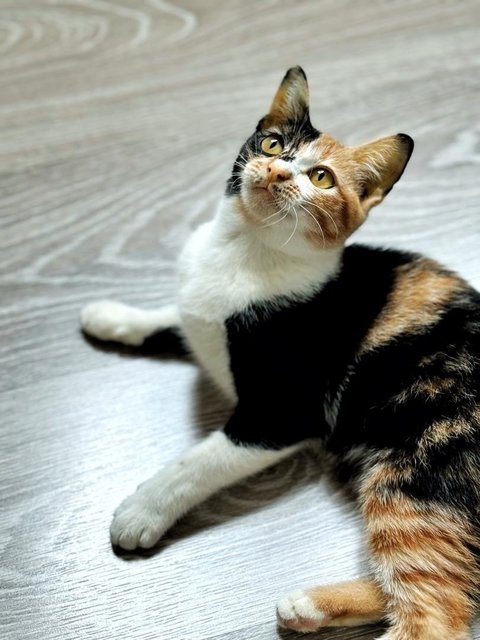 Dolly Purrtan - Domestic Short Hair Cat