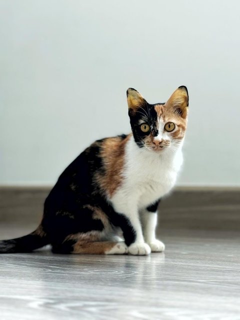 Dolly Purrtan - Domestic Short Hair Cat