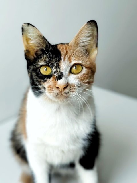 Dolly Purrtan - Domestic Short Hair Cat