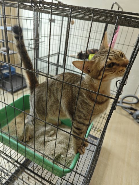 Pet Cafe Cat Free Adoption 7 - Domestic Short Hair Cat