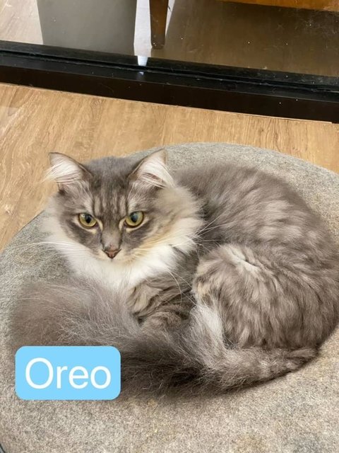 Pet Cafe Cat For Sale Persian Mix - Persian Cat